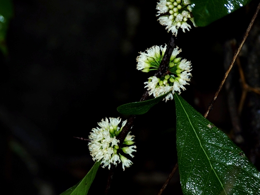 {Sideroxylon lycioides}